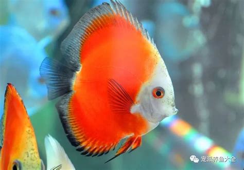 魚躍七彩神仙魚|七彩神仙魚品種及飼養攻略